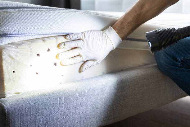 Best Wasp Removal Services  in St James City, FL