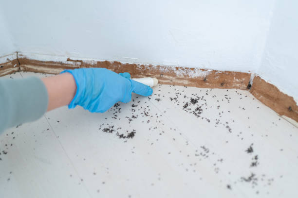 Best Residential Pest Control  in St James City, FL